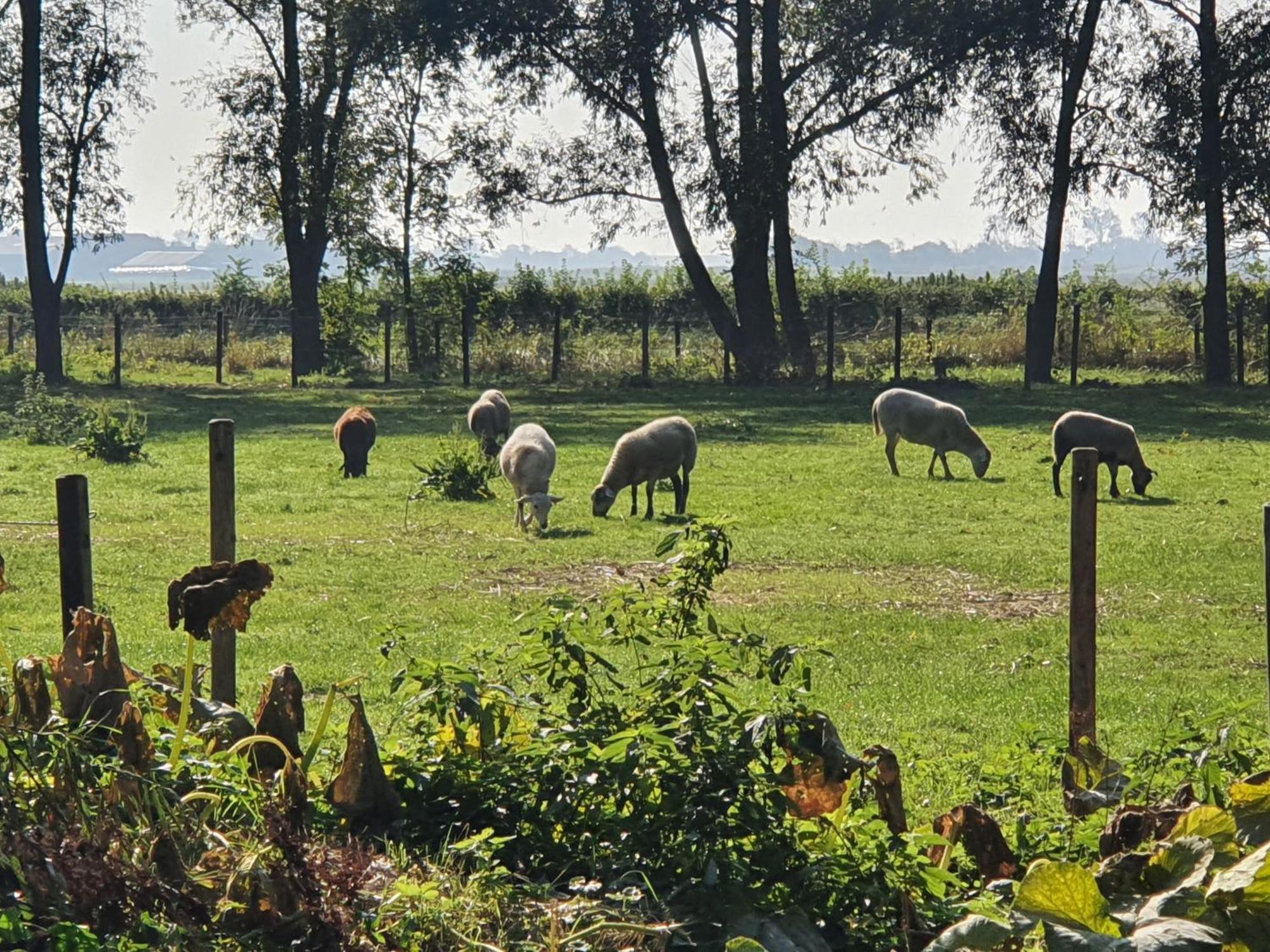 De Zeeuwsche Hoeve Kerkwerve Exterior foto